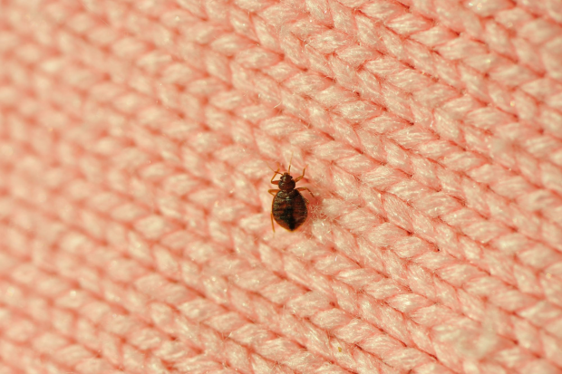 Bed-Bug-Treatment - El Cerrito Best Pest Pros | El Cerrito, CA | 510-588-5889