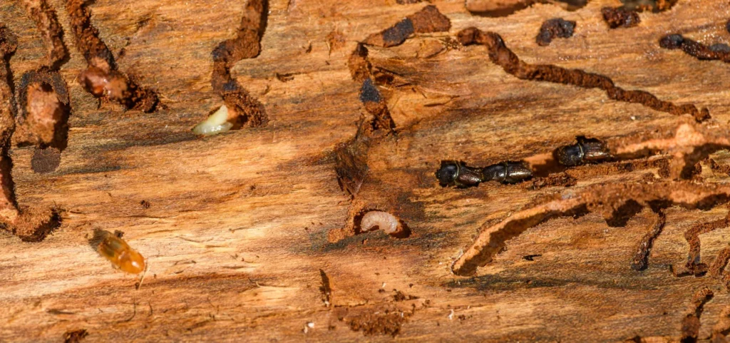 Is Your Home at Risk for Termite Damage - El Cerrito Best Pest Pros | El Cerrito, CA | 510-588-5889