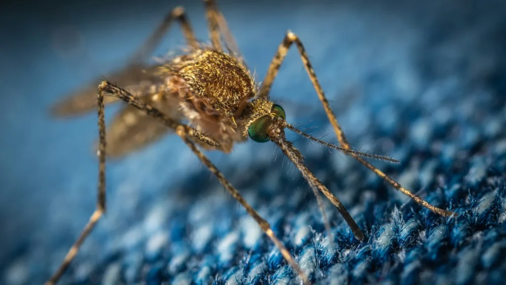 Mosquito Control - El Cerrito Best Pest Pros | El Cerrito, CA | 510-588-5889