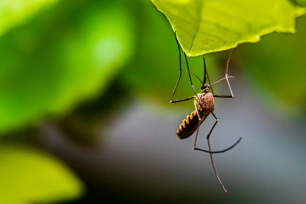 Mosquito-Control-for-Every-Outdoor-Space - El Cerrito Best Pest Pros | El Cerrito, CA | 510-588-5889