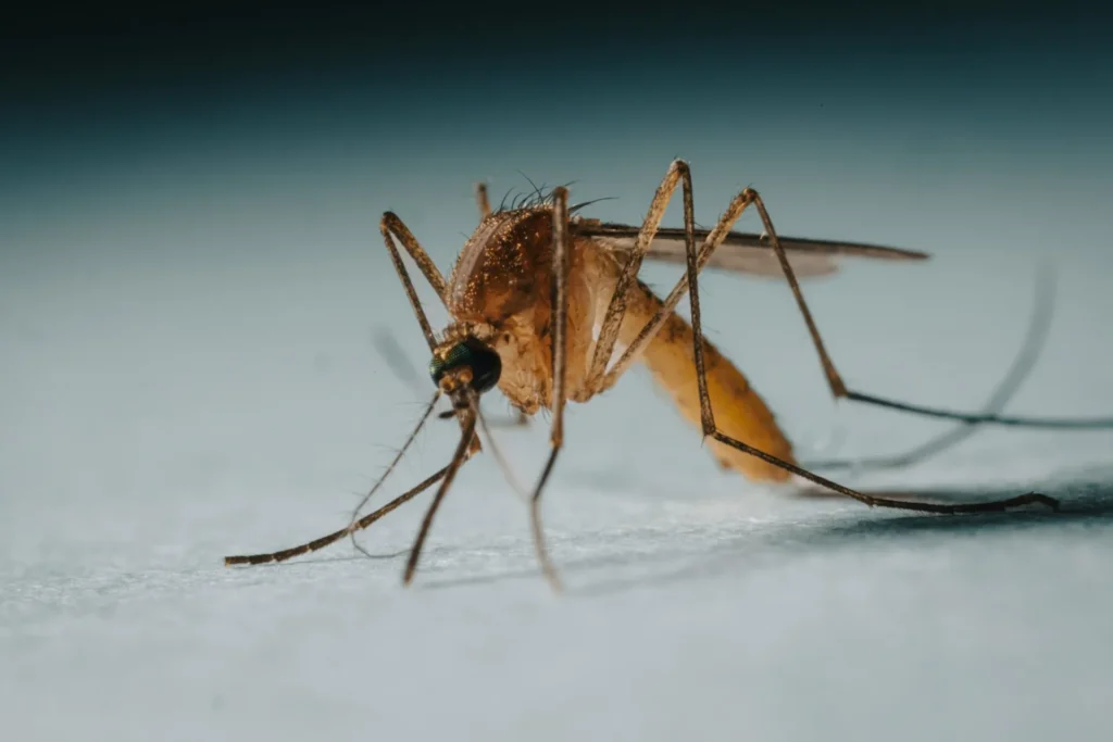Protect Your Family from Mosquito-Borne-Diseases - El Cerrito Best Pest Pros | El Cerrito, CA | 510-588-5889