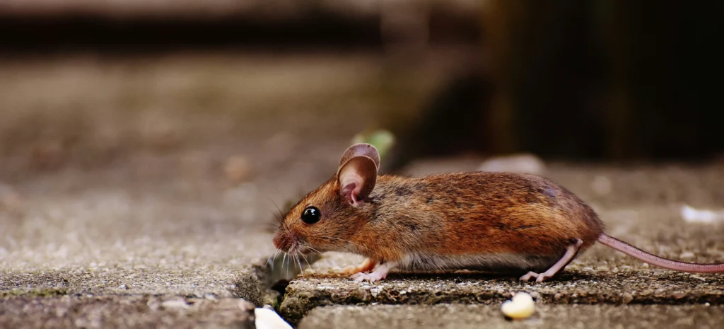 Residential-Commercial-Rodent-Solutions - El Cerrito Best Pest Pros | El Cerrito, CA | 510-588-5889