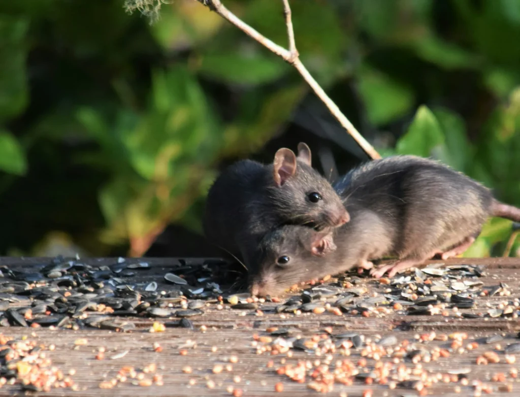 Rodent-Removal - El Cerrito Best Pest Pros | El Cerrito, CA | 510-588-5889
