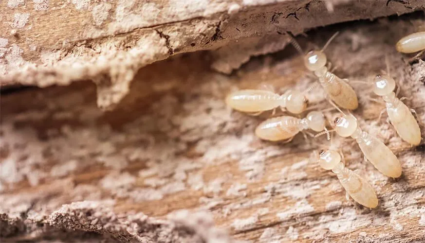 Signs You May Have a Termite Infestation - El Cerrito Best Pest Pros | El Cerrito, CA | 510-588-5889