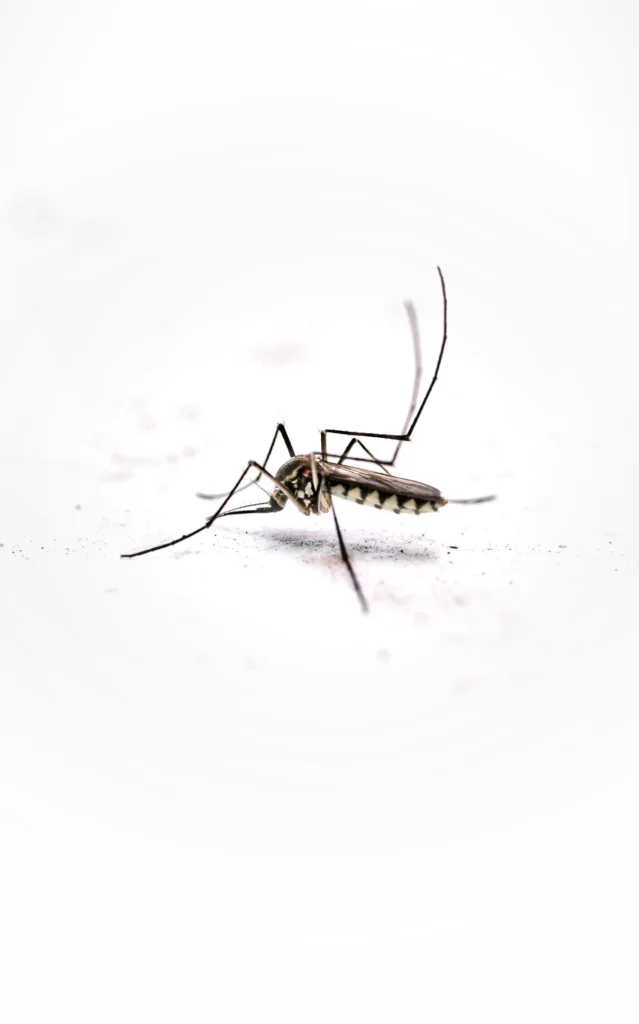 Tired of Mosquitoes Ruining Your Evenings - El Cerrito Best Pest Pros | El Cerrito, CA | 510-588-5889