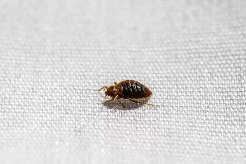 Why Bed Bug Heat Treatments Work Best - El Cerrito Best Pest Pros | El Cerrito, CA | 510-588-5889