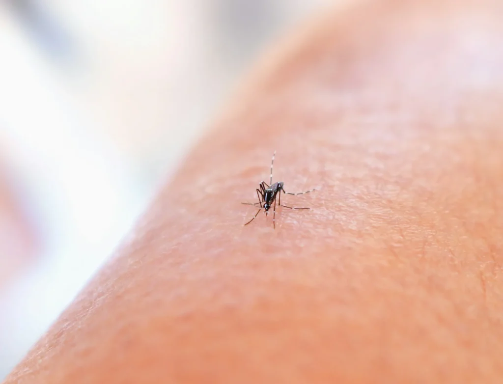 Why Choose Our Mosquito Control Services - El Cerrito Best Pest Pros | El Cerrito, CA | 510-588-5889