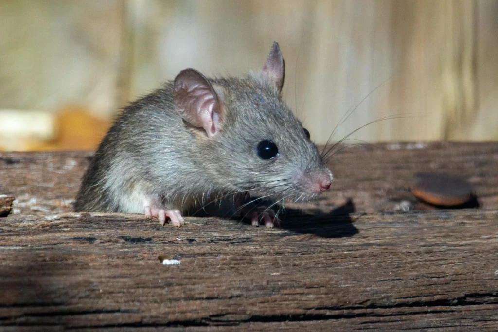 Why-Choose-Our-Rodent-Exterminators - El Cerrito Best Pest Pros | El Cerrito, CA | 510-588-5889